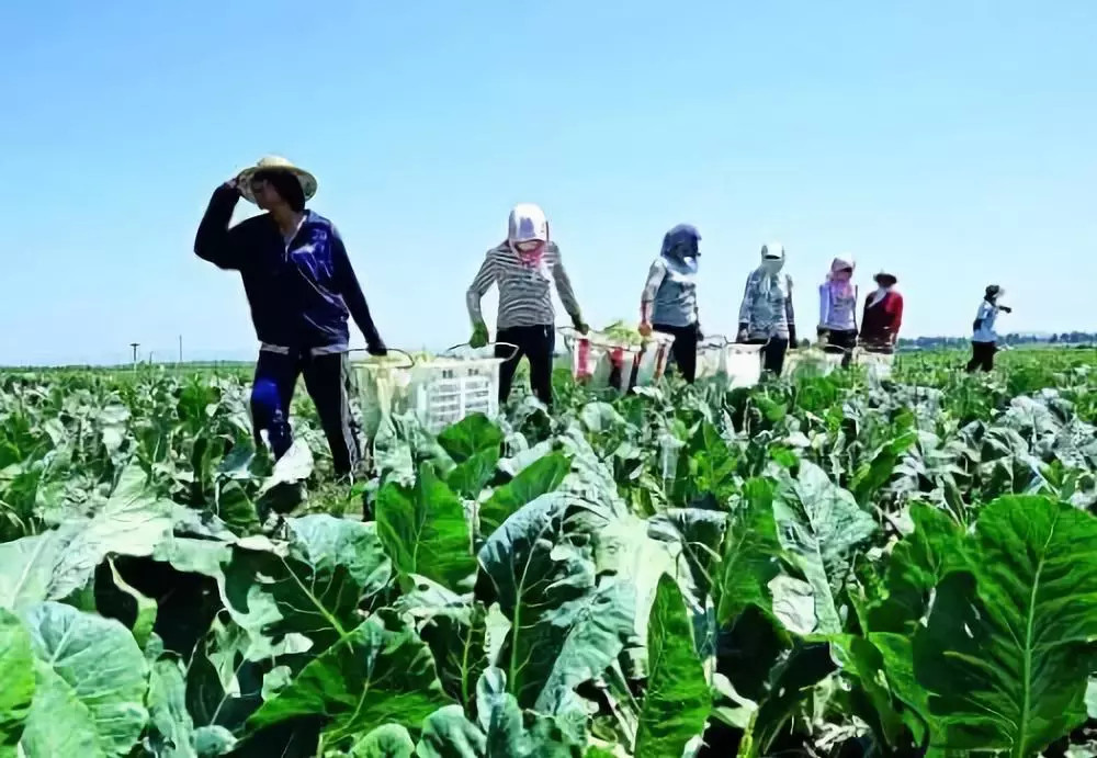 為什么要使用更多的有機(jī)肥料？看完你就明白了！